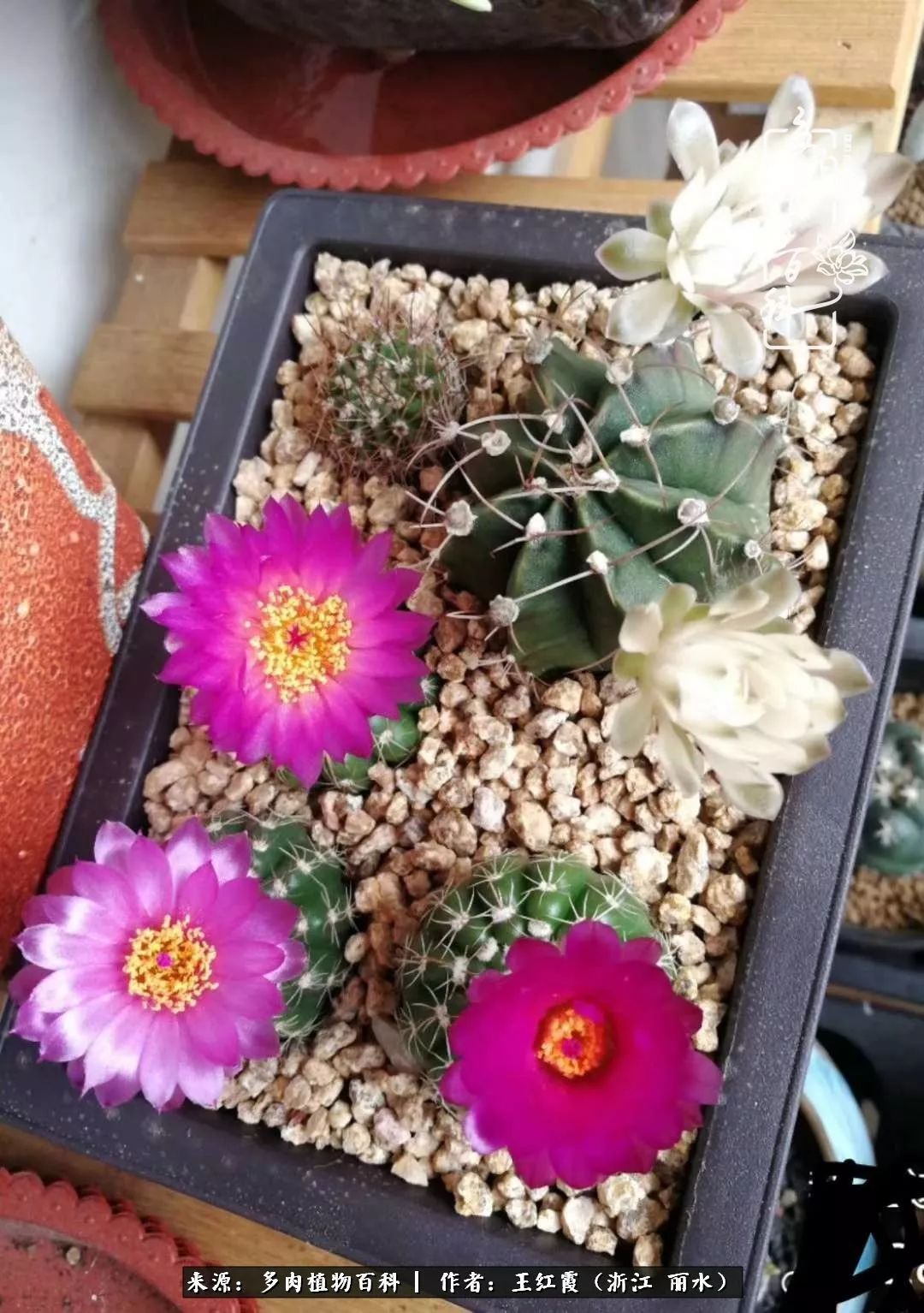 仙人球露养条件,仙人球的露养方法