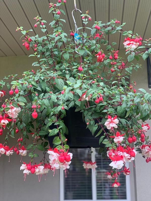 4种花养在家里好看极了,4种花适合养在客厅