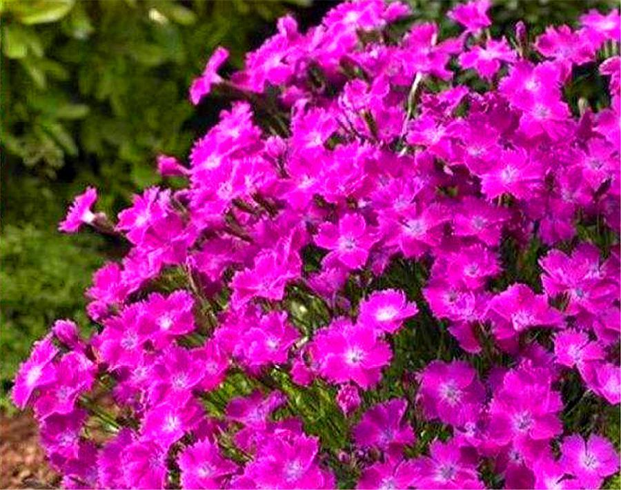 石竹好养又好看，只要做好“1勤2多和1少”，1盆花开50朵