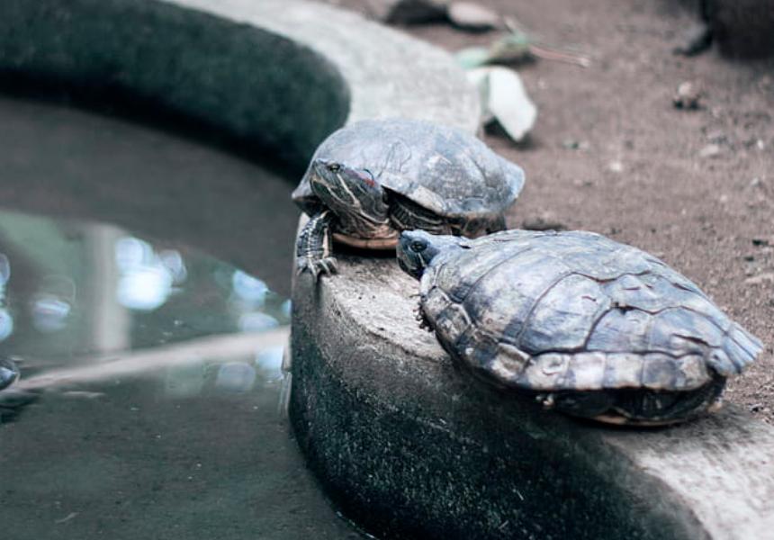 乌龟蛋孵出小乌龟后怎么处理,乌龟怎么孵化成小乌龟的