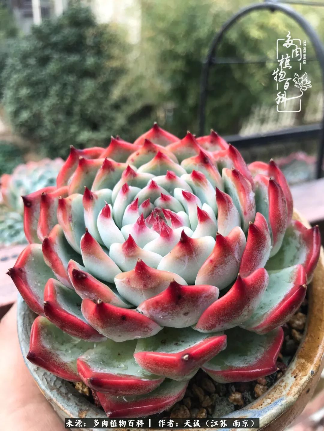 鍙拱瀵圭殑涓嶄拱璐电殑灏忔牱,鍙拱瀵圭殑涓嶄拱璐电殑鍥剧墖灞曠ず