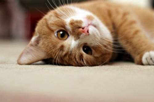 猫咪成年后也能绝育吗,猫咪绝育太早会影响发腮吗