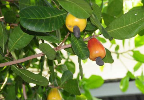 花生和核桃生长过程,核桃样子的坚果