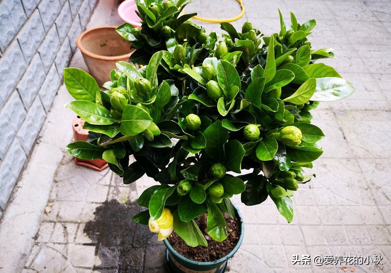 栀子花长得细弱黄叶春季如何处理,土壤保持湿润栀子花黄叶掉花苞