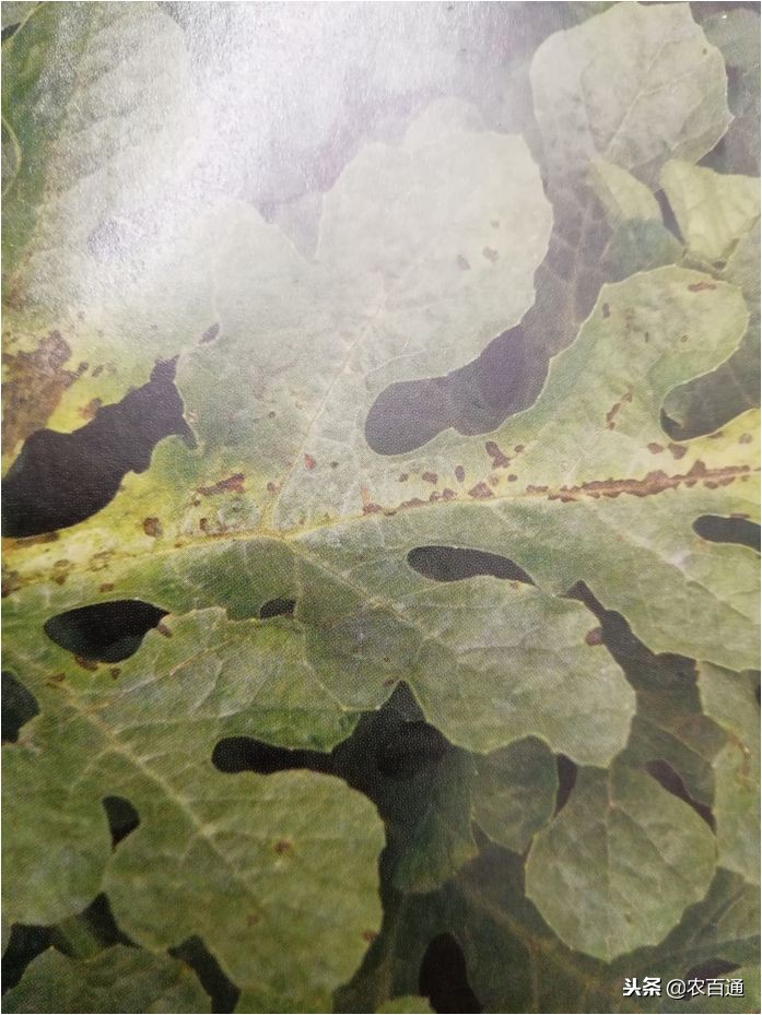 西瓜下雨之前打什么药防治病害,西瓜幼苗病害的各种症状图片