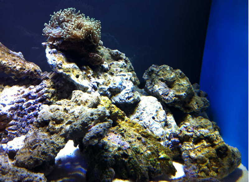 鱼缸里长褐藻养什么鱼可以去除,如何有效的去除鱼缸里的褐藻