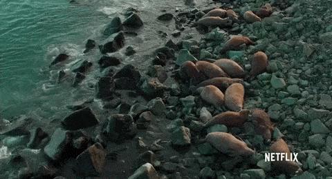 多地暴雨、全球变暖，自杀的企鹅却在为我们买单