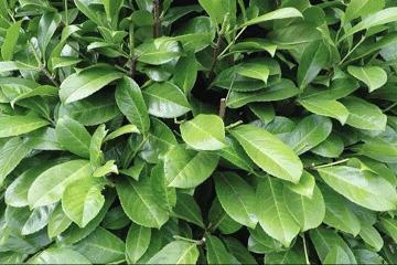 世上最毒的花园,最毒的花园有多可怕