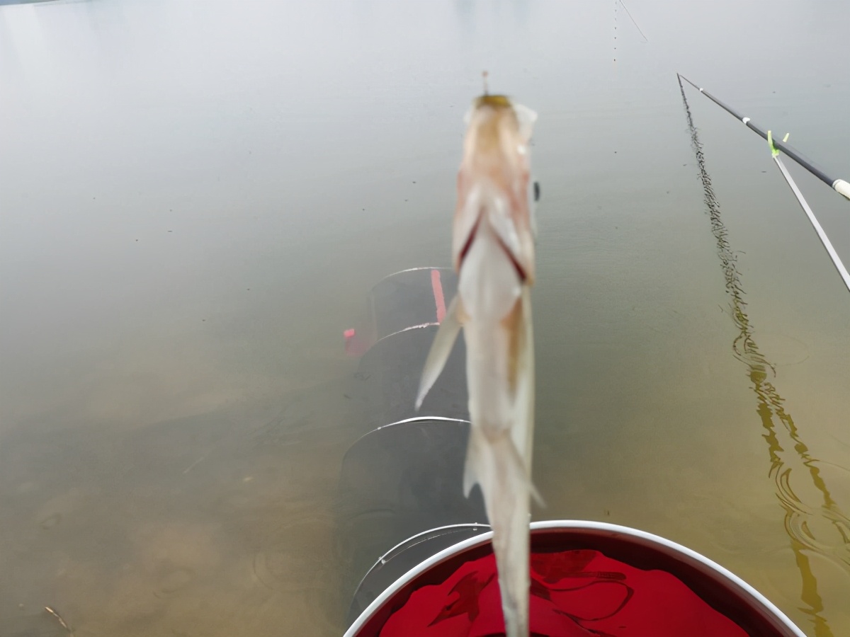 疯钓鲫是什么味的,疯钓鲫加蓝鲫