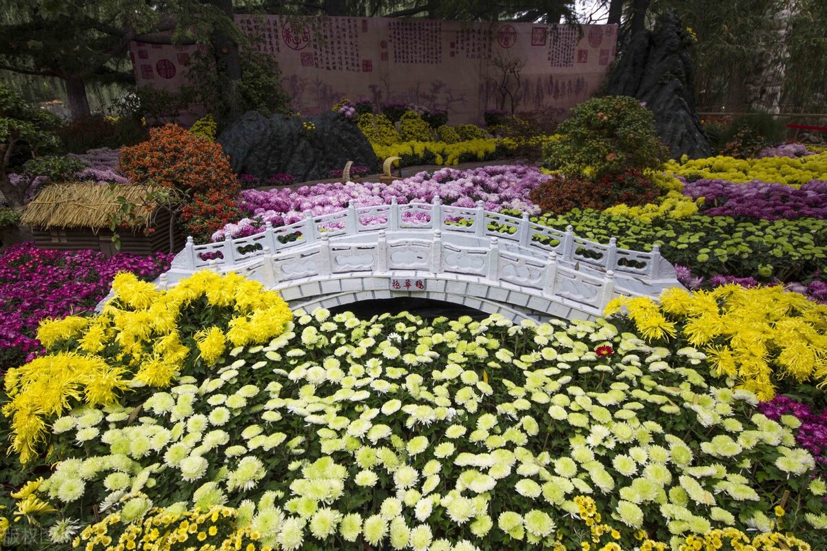 重阳节赏菊花的介绍,赏菊打卡好去处