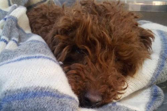 泰迪狗狗偏瘦怎样喂才能长胖,泰迪一岁半六斤偏瘦吗