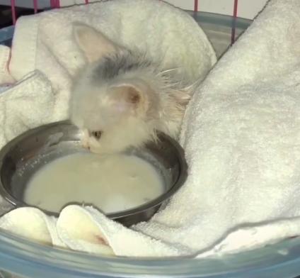 小猫被主人丢弃却被路人打了,小猫幼崽被遗弃后续