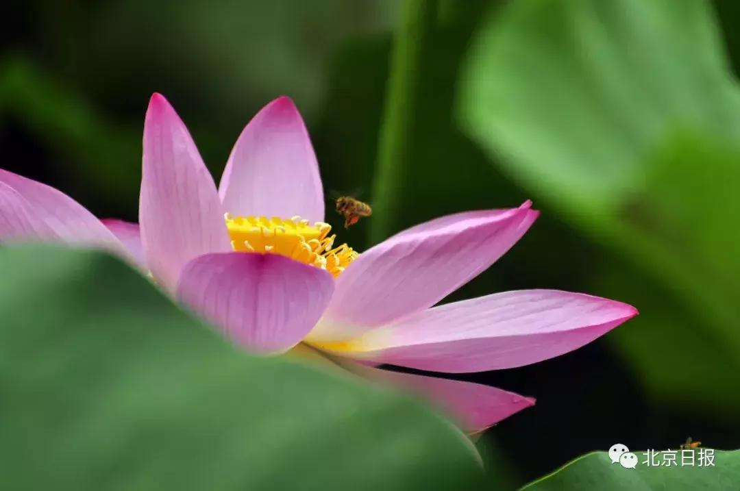 我们要评“国花”了！网友又吵翻了天！你pick哪种？