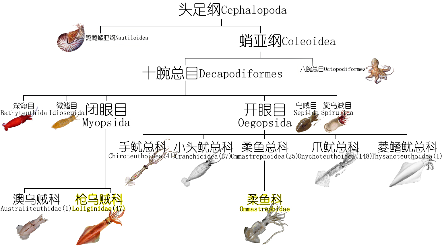 海鲜认知大全,海鲜认知大全虾