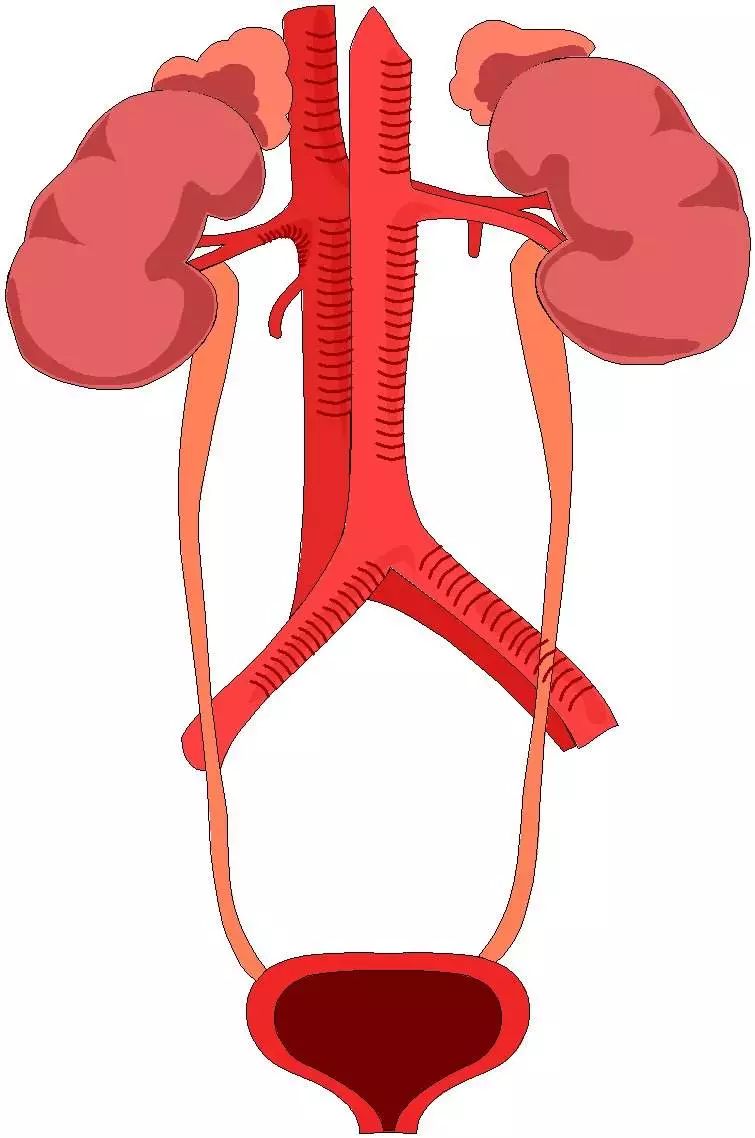 尿路感染最早的一期,慢性尿路感染最怕的克星