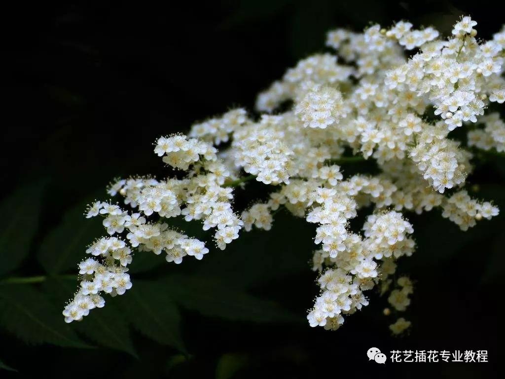 「花艺知识」50种常见花材的花语~（建议收藏）