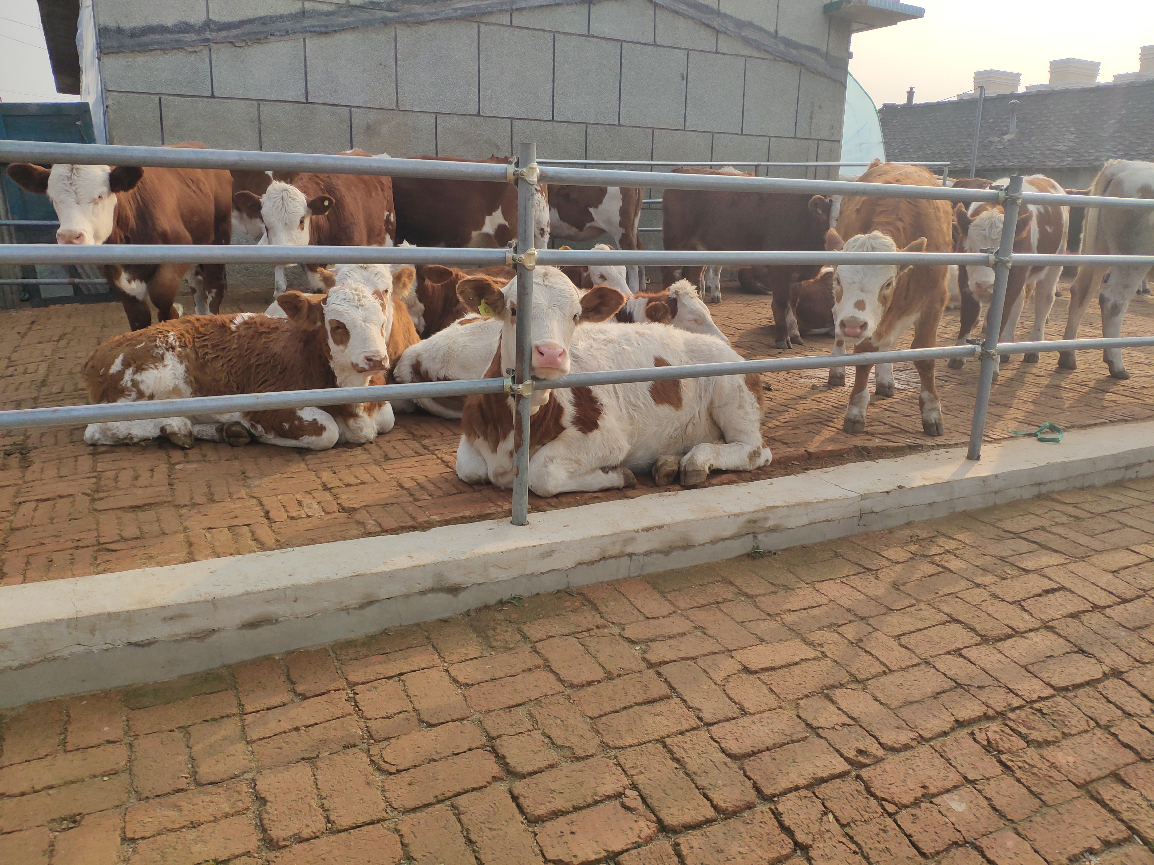 养牛到底能不能养活,养牛的利润与成本真实比较