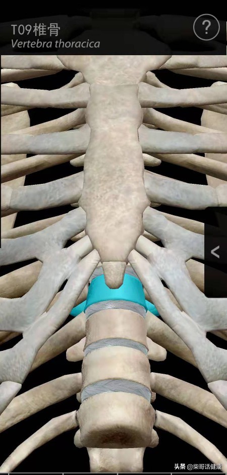 用3D来脊柱体表定位简单多了