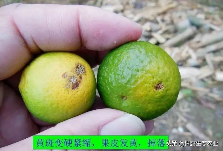 作物虫害识别大全图谱,果园物理防控虫害的方法