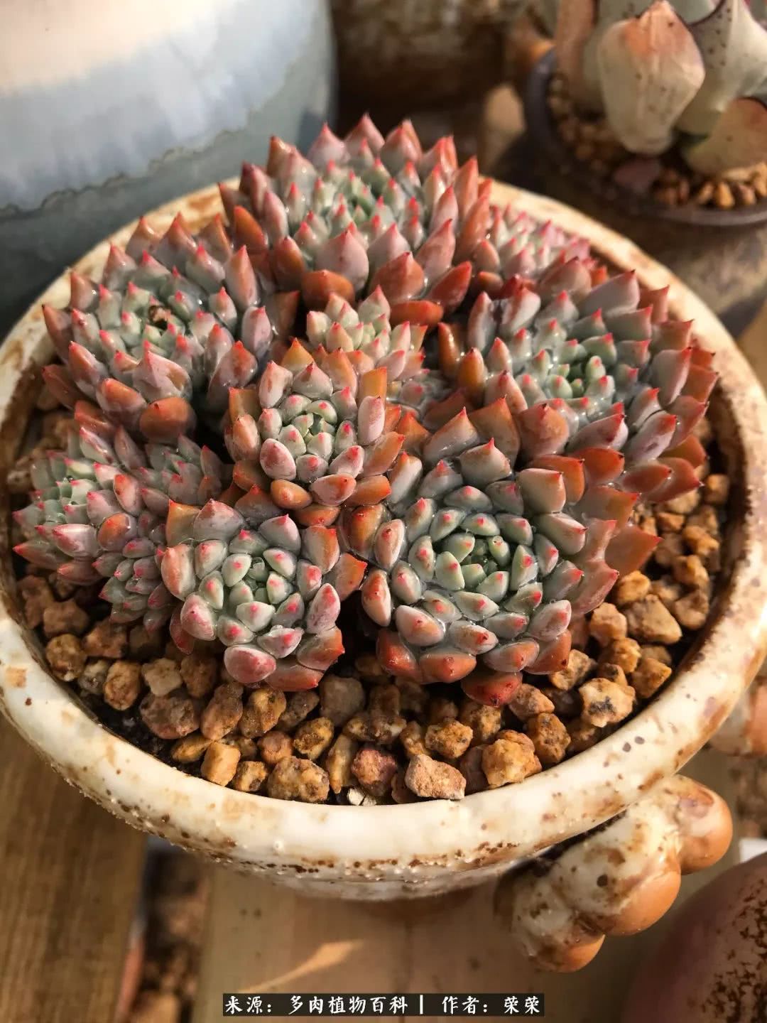 我在包邮区养肉，附多肉越冬度夏养护建议！