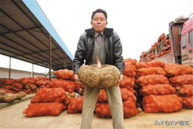 高产魔芋普通魔芋有什么不同,魔芋怎么种植才能高产