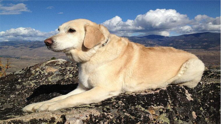 狗狗经常刨地怎么回事,狗狗频繁刨地