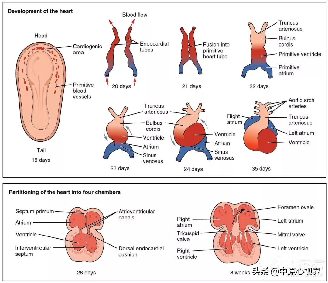 蹇冭剰瑙ｅ墫瀹為獙,蹇冭剰瑙ｅ墫鎵嬫湳