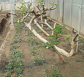 无花果冷棚最便宜的建造方法,冷棚无花果种植技术和管理