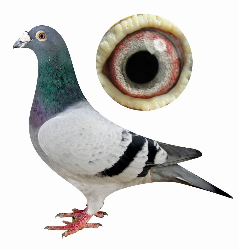 赛鸽淘汰最好的方法,赛鸽淘汰处理