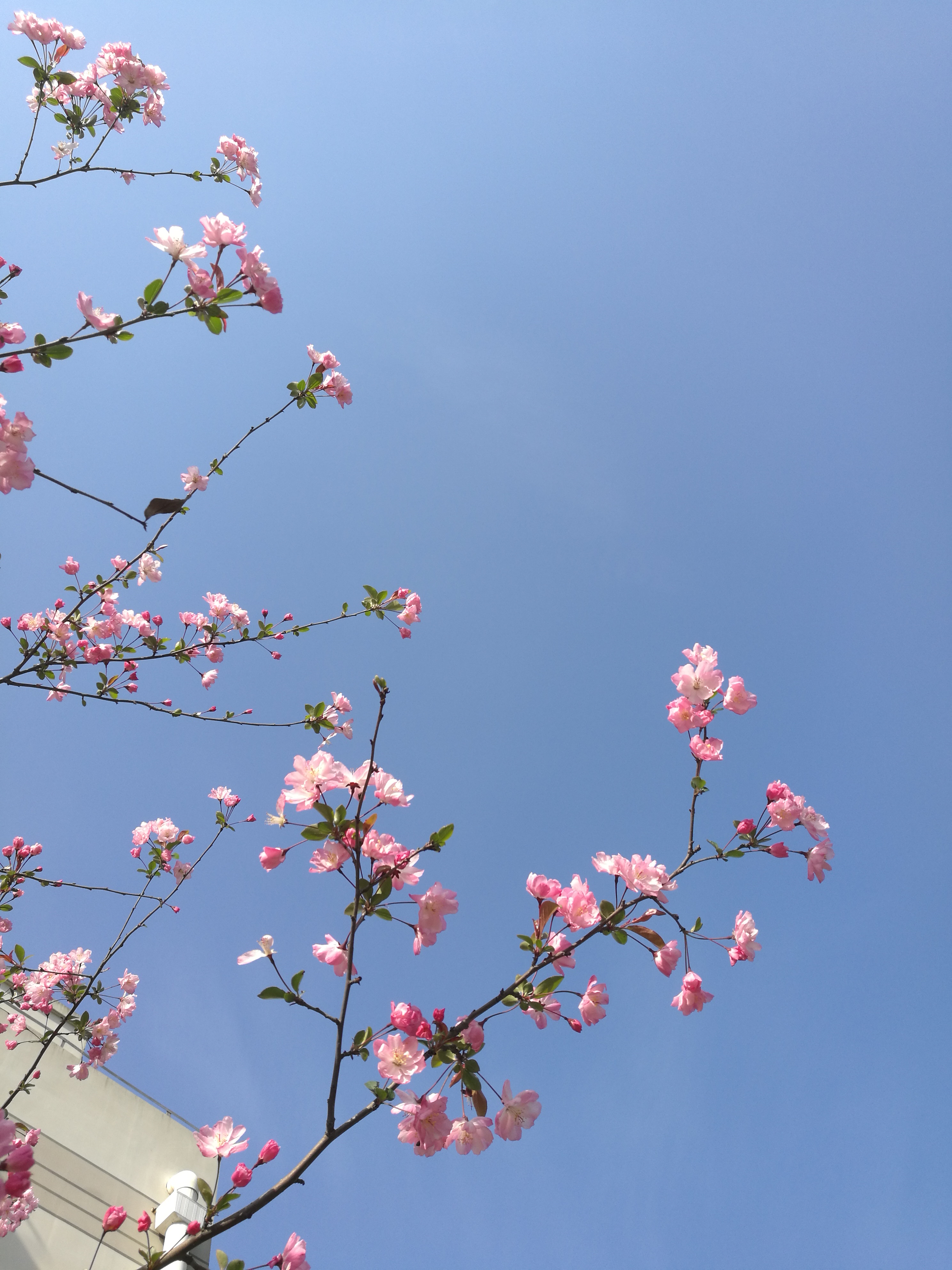 一种蓝色牌子的洗发水,一种蓝色瓶的洗发水