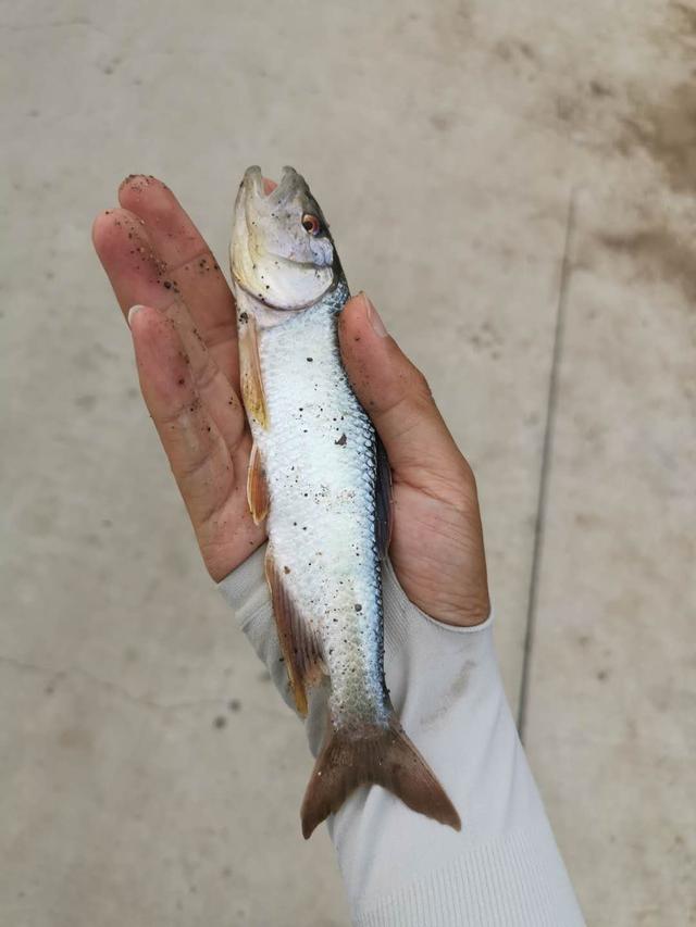 路亚解锁北京-20的大马口，怀九河，菜食河，白河的