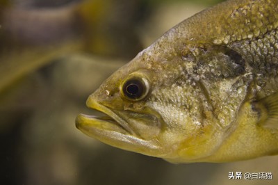 水产养鱼各种鱼病用药,水族箱鱼病诊断与防治图谱