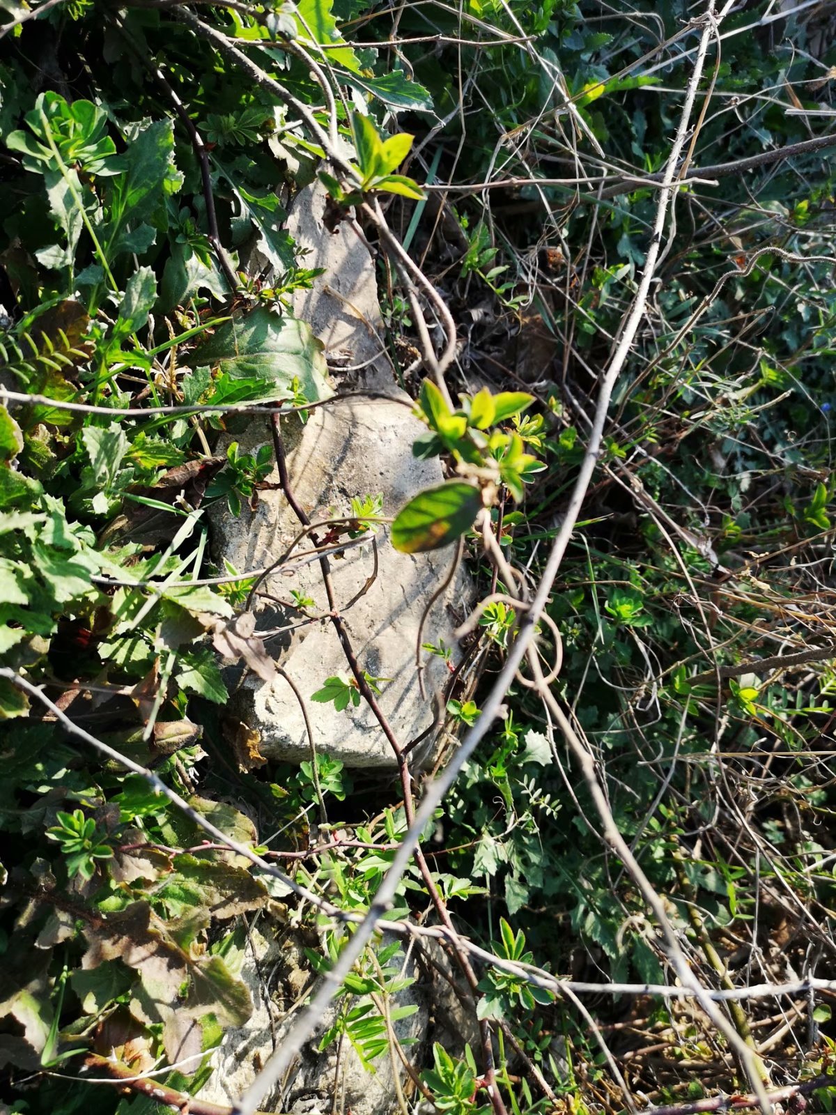 摩托周边旮旯游——探访蚌埠李楼鲁山寺遗址（上）
