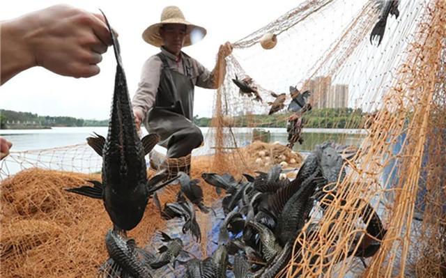 放生变杀生？北京发现两只放生的中华草龟，专家：冬天会冻死