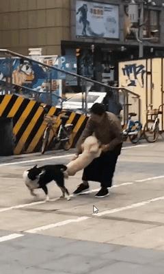 狗狗交配时强行将它们分开?脑子是个好东西,希望你能有!