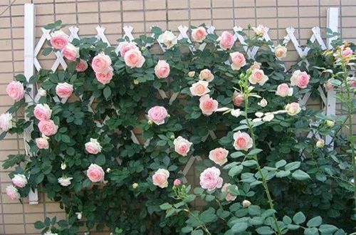 爬藤月季怎么牵引花墙才能开爆花,藤本月季太矮开了很多花怎么牵引