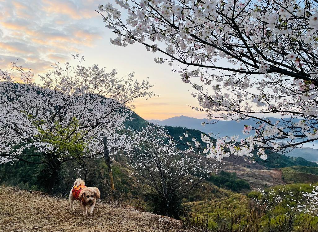 广东看樱花旅游景点推荐,广东樱花打卡景点