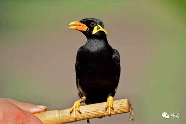 鹩哥怎么训练视频教程,训练鹩哥