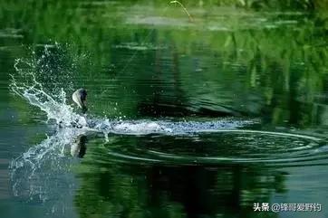 野钓浮漂走水怎么解决,野钓走水很严重调漂最佳方法