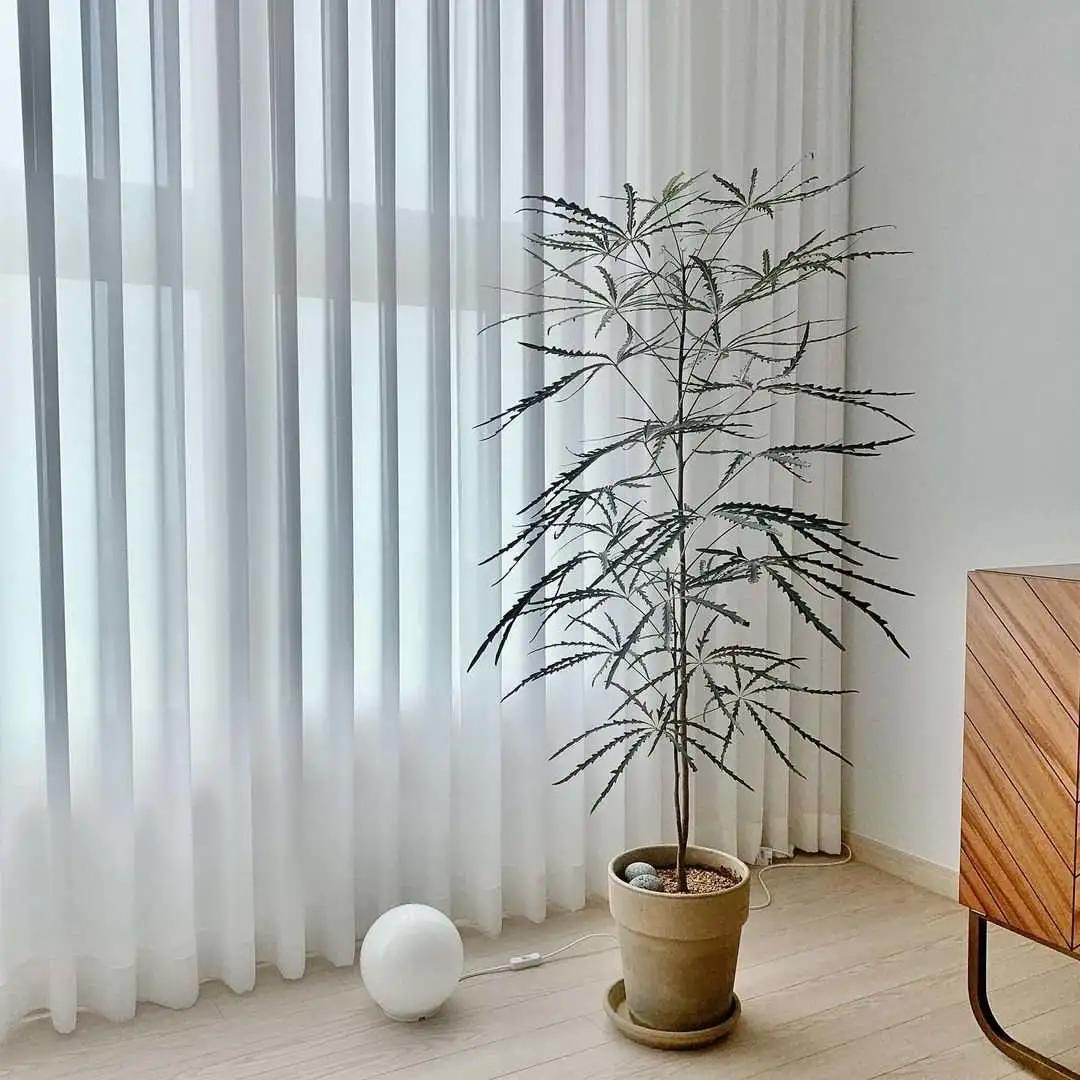 网红必备的高颜值绿植,ins风的网红绿植