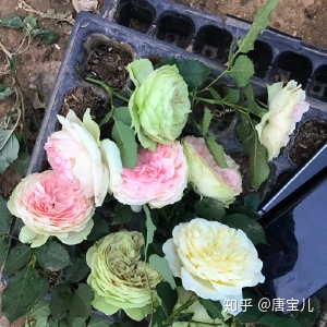 如何提升花种成活率,花种种植生活小技巧