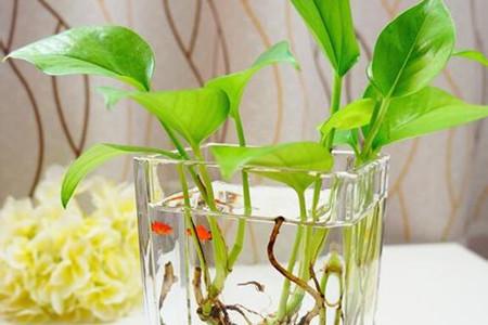 水培绿萝根太多怎么修剪,绿萝水培根和水洗根的区别