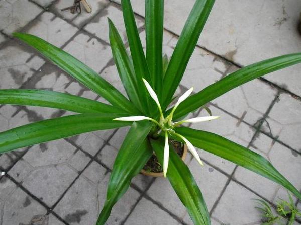 文殊兰在室内能生长吗,文殊兰种球如何栽种