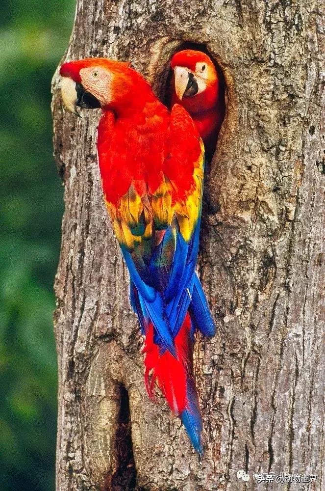 飞翔的彩虹鸟,飞翔的鹦鹉绿幕素材