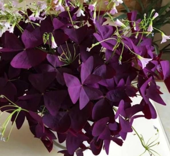 幸运草块根,幸运草悄然而生