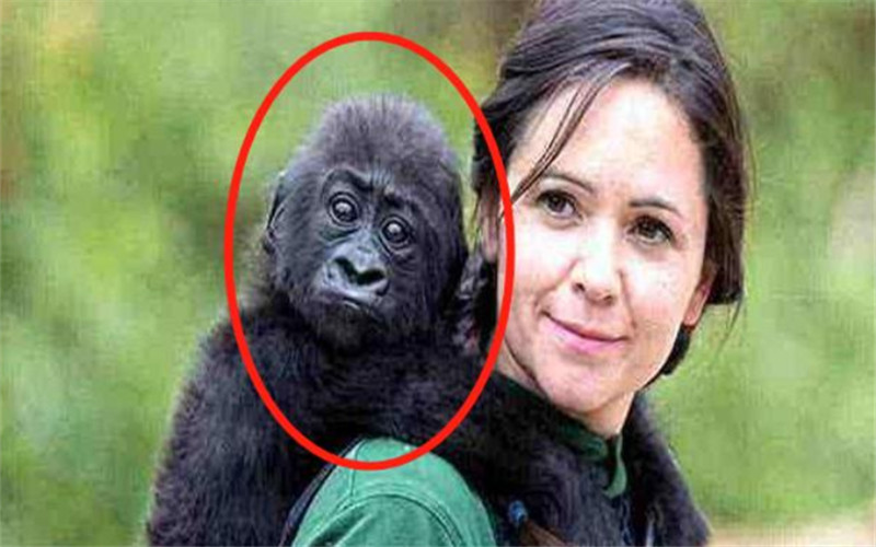 猩猩人工授精,黑猩猩人工授精的现状