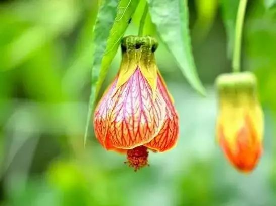 世界顶级奇花异卉,最美奇花异卉