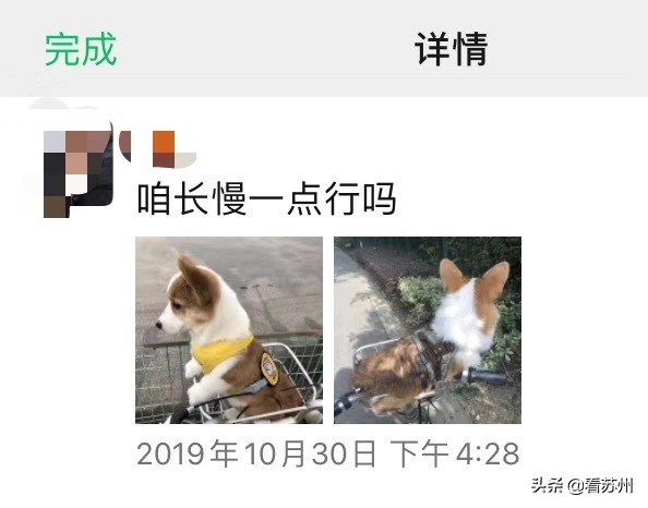 戴LV项圈、吃进口零食、住定制宾馆，网友：活得不如狗