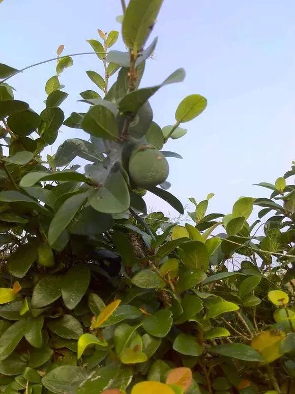 学会这个方法一个夏天不被蚊子咬,果树成熟了怎样防止鸟儿偷吃