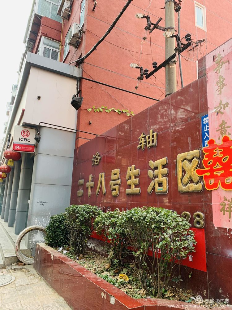 涧西牡丹广场老照片,洛阳牡丹手机拍照